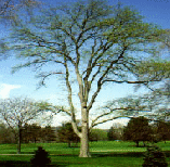 Elm Tree