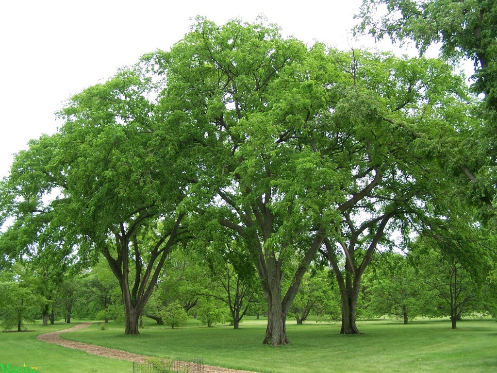 american-elm-1a.jpg