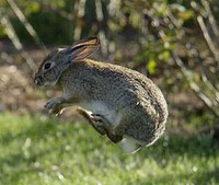 Leaping Bunny