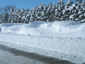 Living Snow Fence