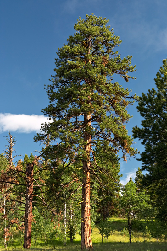 ponderosa-pine-1a.jpg