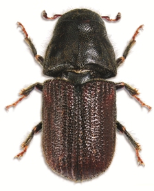 Pine Beetle